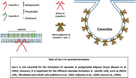 Frontiers | Caveolin-1 and Caveolin-2 Can Be Antagonistic Partners in Inflammation and Beyond