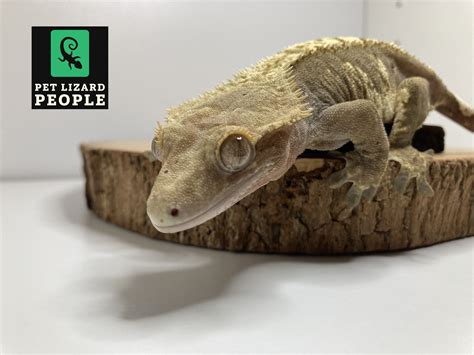 A Complete Guide to Crested Gecko Substrate & Bedding