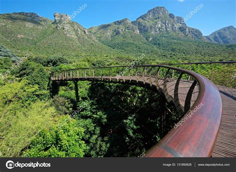 Kirstenbosch Gardens Bridge | Fasci Garden