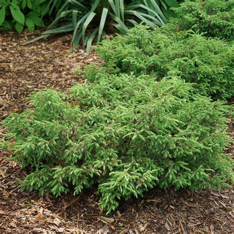 Juniperus communis Tortuga® Tortuga® Juniper from Prides Corner Farms