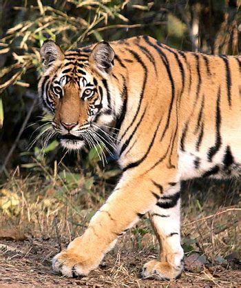 Scientists quarrel over India's tiger numbers - Rediff.com India News