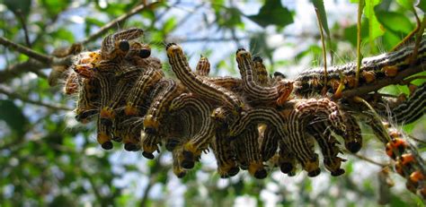 Oak Tree Caterpillars