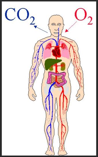 How Low Oxygen Levels Affect Your Body — covidCAREgroup