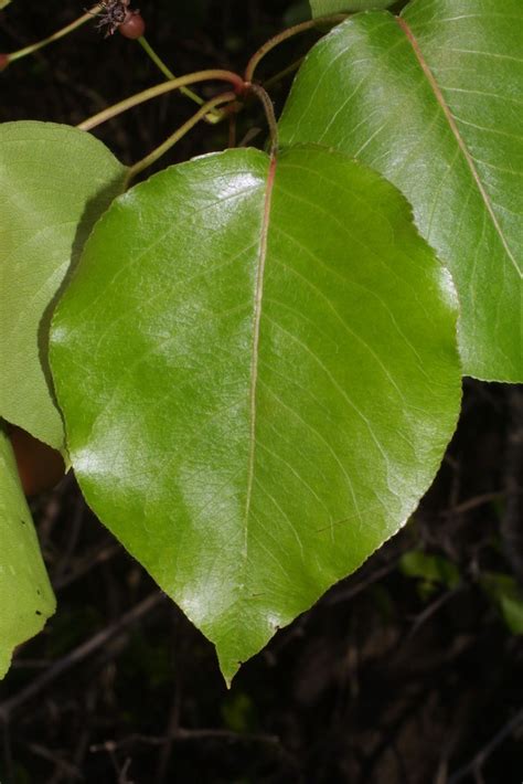 Pyrus calleryana (Bradford pear): Go Botany