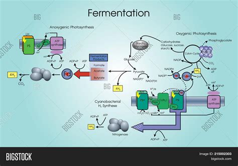 Fermentation Process Image & Photo (Free Trial) | Bigstock