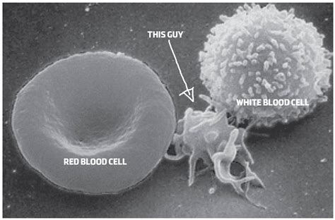 What are platelets and why do we need them? - We Are Blood