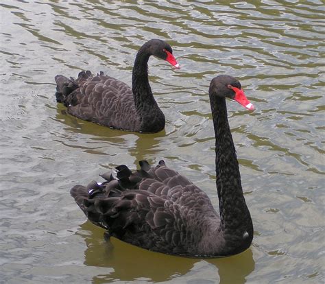 File:Black Swans.jpg - Wikipedia, the free encyclopedia