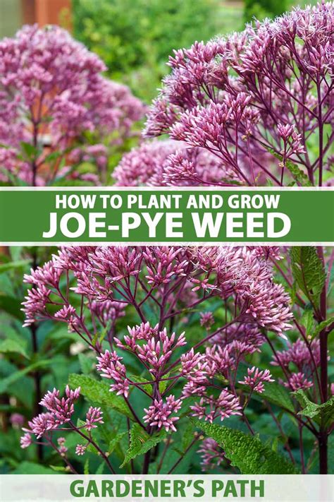 Home & Garden x 20 seeds Sweet Joe Pye Weed Eupatorium purpureum Yard, Garden & Outdoor Living