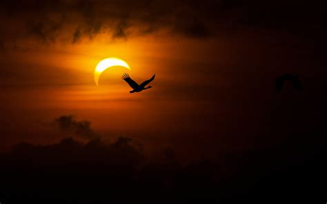 Download Nature Cloud Bird Sun Sky Solar Eclipse 4k Ultra HD Wallpaper