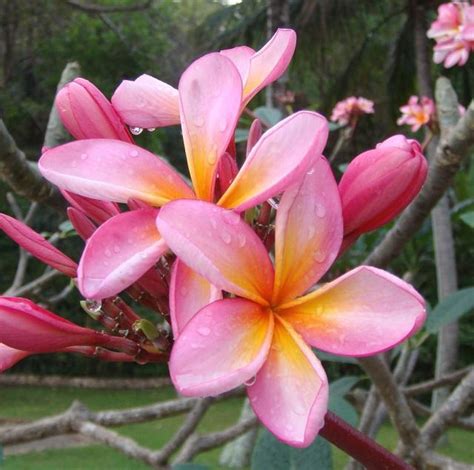 Nursery Plants: Tropical Flowers | Tropical Rainforest Flowers | Tundra Flowers