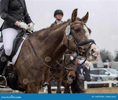 Portrait of a Sports Brown Horse. Riding on a Horse Stock Image - Image of beautiful, contest ...