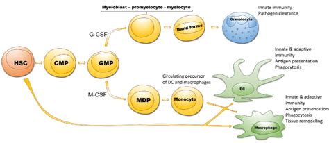 Differentiation of myeloid cells. Hematopoietic stem cells (HSC ...