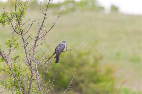 Birds Common Cuckoo Cuculus Canorus. in the Habitat Stock Photo - Image of birdwatching, color ...