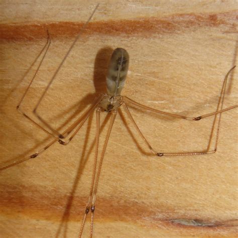 BugBlog: My conservatory spiders