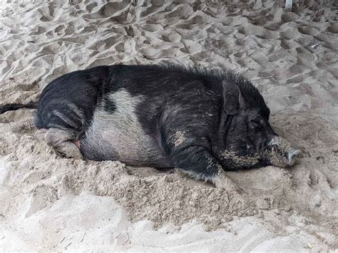 A visit to Pig Island, Koh Samui - Chimptrips