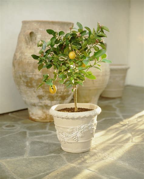 The Indoor Lemon Tree That’s Changed My Days (and Dinners!) at Home ...