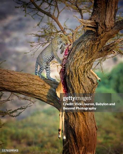 Force Feeding Cat Photos and Premium High Res Pictures - Getty Images