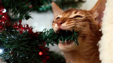 Funny Cats vs Christmas Trees - Funny Cats And Christmas Tree - Funny ...