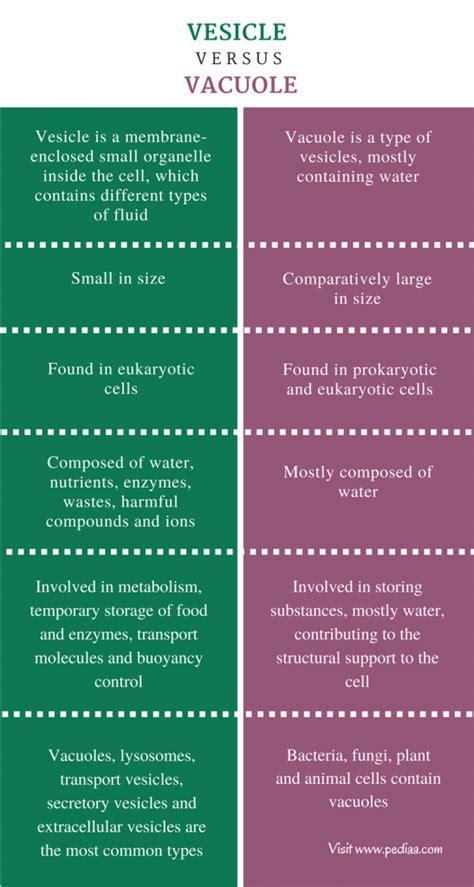 Difference Between Vesicle and Vacuole | Structure, Types, Functions ...