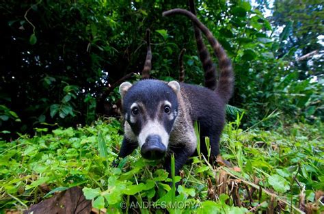 White-nosed-coati-Nasua001.tiff | Andres Morya Photography | Costa rica wildlife, Climb trees ...