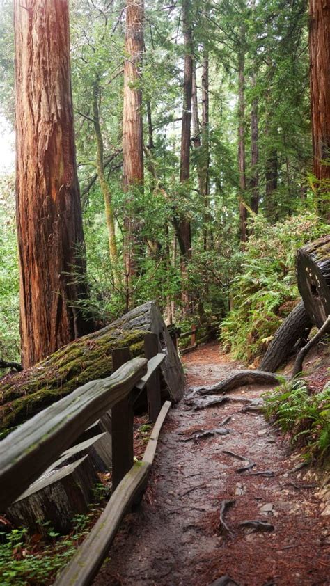 25 Best Places To See Redwoods Near San Francisco