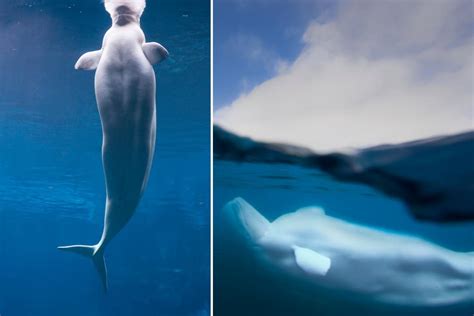 Do Beluga Whales Have Knees? Discover the Surprising Truth!