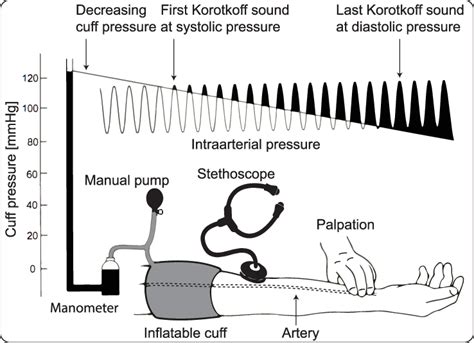 Auscultation and palpation principles. Adapted from [2] with permission ...