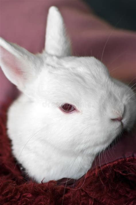 Albino rabbit stock photo. Image of whiskers, bunny, mascot - 4941708