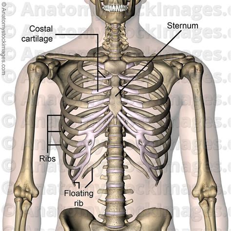 Anatomy Stock Images | torso-ribcage-ribs-costae-costal-cartilage-floating-rib-sternum-front ...