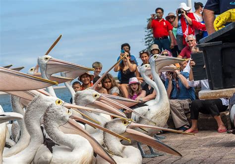 Pelican Feeding at The Entrance NSW – iCentralCoast