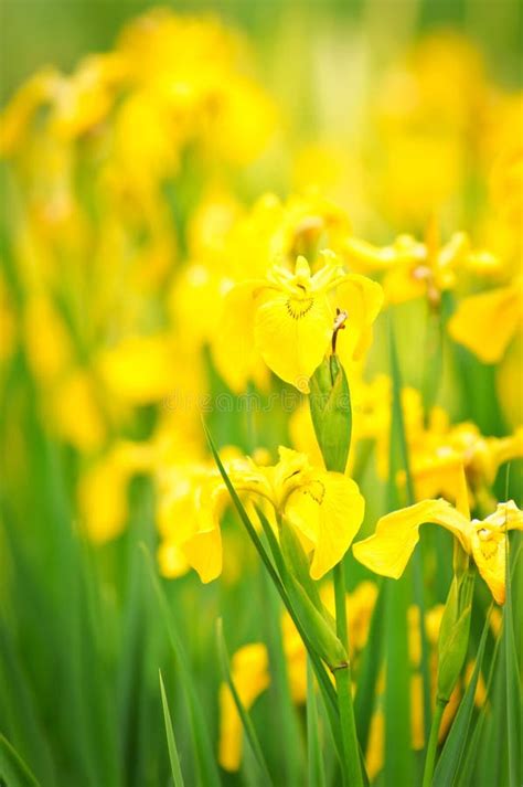 Yellow Flowers on Sunlight in Garden Stock Photo - Image of fresh ...