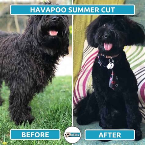 Havapoo Haircuts: Top 6 Grooming Styles (with Photos!)