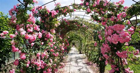 Landscaping A Rose Garden - Choosing Garden Roses for Your Landscape