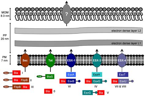 Schematic drawing of the cell envelope and the known protein export ...