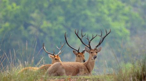 When is the Best Time to Visit Kanha National Park in Madhya Pradesh?