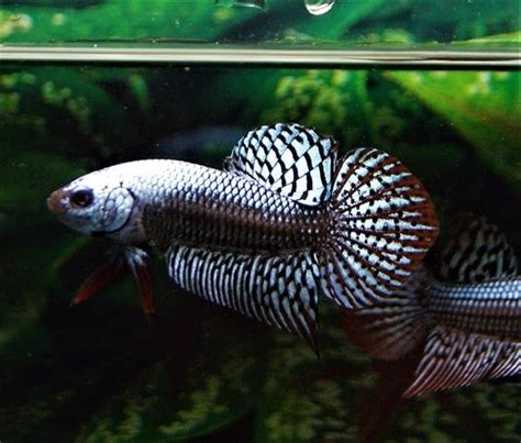 Baby Alien Grey Wild Betta Fish For Sale - Center of content and betta fish for sale