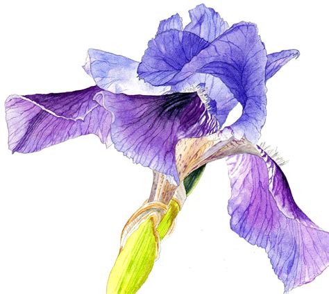 Helen Campbell Art | Vibrant Iris Small