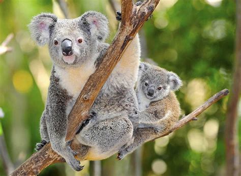 Altersrekord: Wie alt werden Koalas wirklich? - Sieu Thi Do Noi That