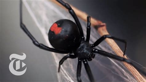 Black Widow Spider Uk For Sale - Youstre1941