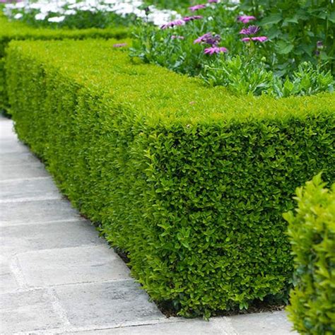 Boxwood Shrubs for Sale | FastGrowingTrees.com