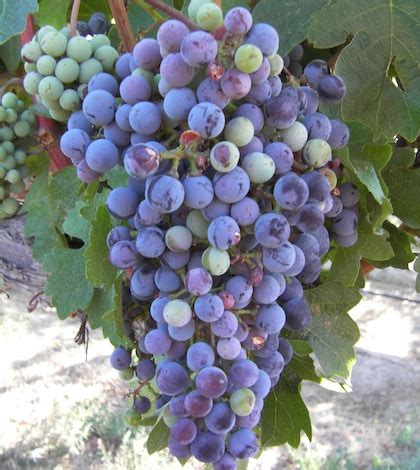 As veraison begins, Washington wine grapes start to show true colors