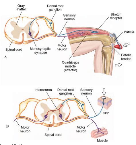 Reflex Arc | Evolution of Nervous Systems | Nervous Coordination | Activity of Life