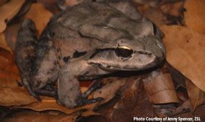 Dominica Wildlife - animals in Dominica: birds, mammals, amphibian ...