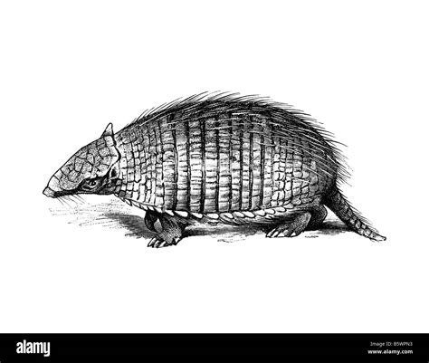 Armadillo Black and White Stock Photos & Images - Alamy