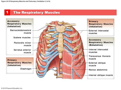 Cynical Anatomy : Muscles of Respiration