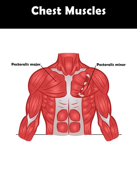 Male Chest Muscles Diagram Chest Muscle Anatomy Diagram Frontal ...