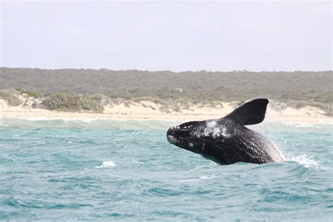 Winter Whale Watching in the Great Australian Bight