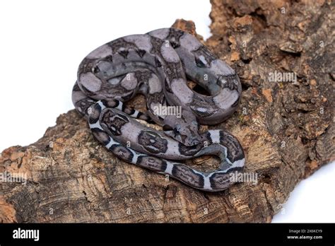 Rare Anerythristic Boa Constrictors: Captivating Beauty in Dark Morph ...