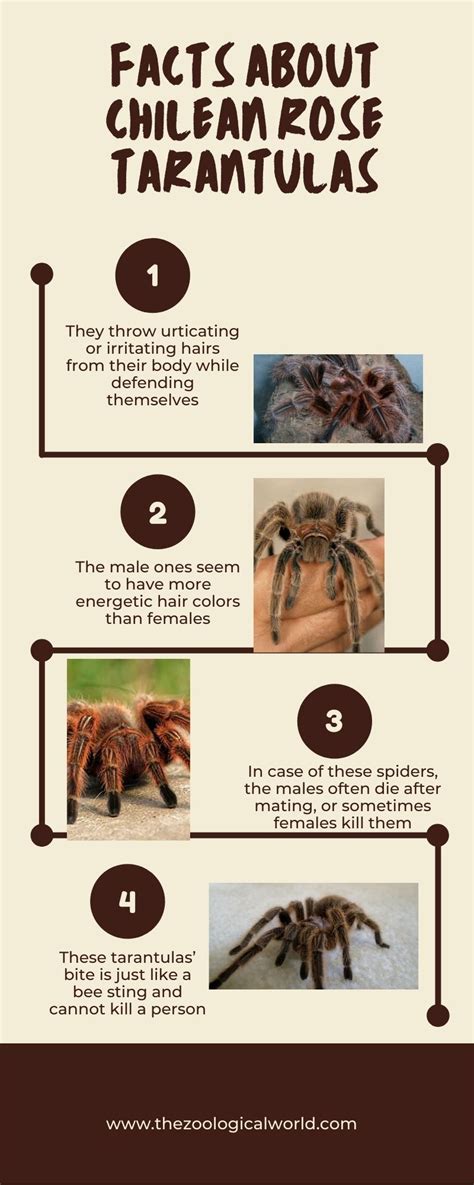 Best 10 Chilean rose tarantula facts, habitat, diet - Zoological World