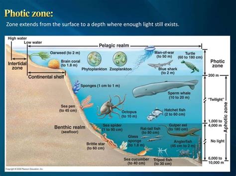 composition of seawater